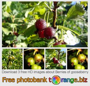 images free photo bank tOrange offers free photos from the section:  berries-gooseberry