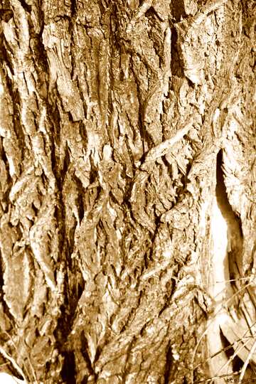 FX №2026 Deep bark texture sepia