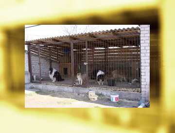 FX №90633 animals behind bars