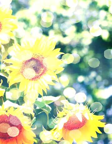 FX №139067 bouquet sunflowers bokeh card background