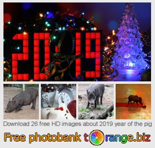 images free photo bank tOrange offers free photos from the section:  2019-year-pig