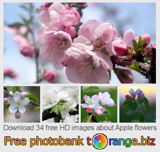 images free photo bank tOrange offers free photos from the section:  apple-flowers