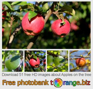images free photo bank tOrange offers free photos from the section:  apples-tree