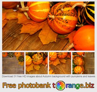 images free photo bank tOrange offers free photos from the section:  autumn-background-pumpkins-leaves