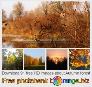 images free photo bank tOrange offers free photos from the section:  autumn-forest