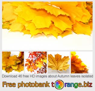 images free photo bank tOrange offers free photos from the section:  autumn-leaves-isolated