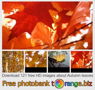 images free photo bank tOrange offers free photos from the section:  autumn-leaves