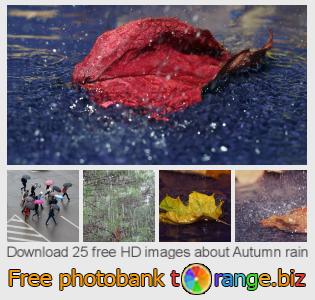 images free photo bank tOrange offers free photos from the section:  autumn-rain