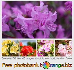 images free photo bank tOrange offers free photos from the section:  azalea-rhododendron-flower
