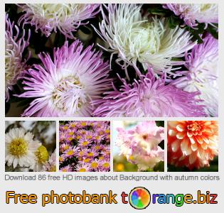 images free photo bank tOrange offers free photos from the section:  background-autumn-colors
