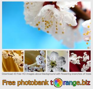 images free photo bank tOrange offers free photos from the section:  background-flowering-branches-trees