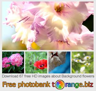 images free photo bank tOrange offers free photos from the section:  background-flowers