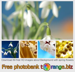 images free photo bank tOrange offers free photos from the section:  background-spring-flowers
