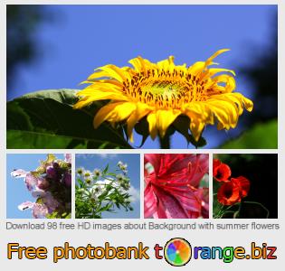 images free photo bank tOrange offers free photos from the section:  background-summer-flowers