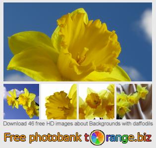 images free photo bank tOrange offers free photos from the section:  backgrounds-daffodils