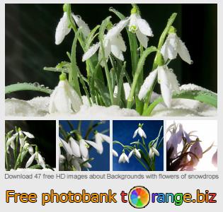 images free photo bank tOrange offers free photos from the section:  backgrounds-flowers-snowdrops