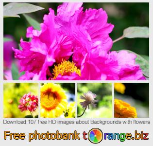 images free photo bank tOrange offers free photos from the section:  backgrounds-flowers