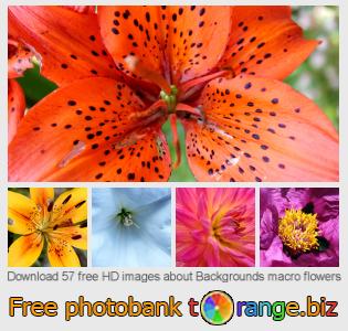 images free photo bank tOrange offers free photos from the section:  backgrounds-macro-flowers