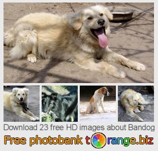 images free photo bank tOrange offers free photos from the section:  bandog
