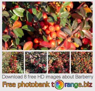 images free photo bank tOrange offers free photos from the section:  barberry