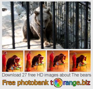 images free photo bank tOrange offers free photos from the section:  bears