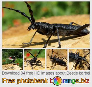 images free photo bank tOrange offers free photos from the section:  beetle-barbel
