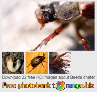 images free photo bank tOrange offers free photos from the section:  beetle-chafer