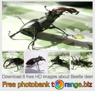images free photo bank tOrange offers free photos from the section:  beetle-deer