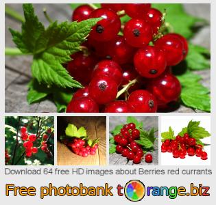 images free photo bank tOrange offers free photos from the section:  berries-red-currants