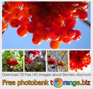 images free photo bank tOrange offers free photos from the section:  berries-viburnum