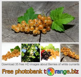 images free photo bank tOrange offers free photos from the section:  berries-white-currants
