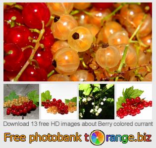 images free photo bank tOrange offers free photos from the section:  berry-colored-currant