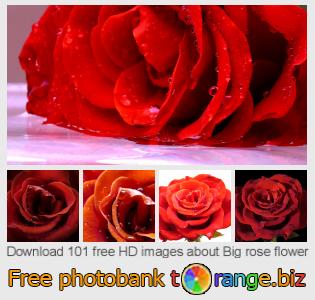 images free photo bank tOrange offers free photos from the section:  big-rose-flower