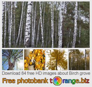 images free photo bank tOrange offers free photos from the section:  birch-grove