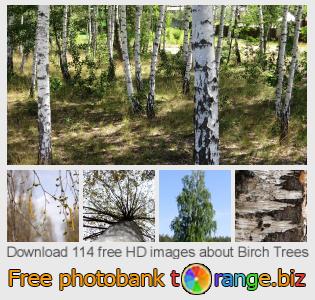 images free photo bank tOrange offers free photos from the section:  birch-trees