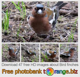images free photo bank tOrange offers free photos from the section:  bird-finches