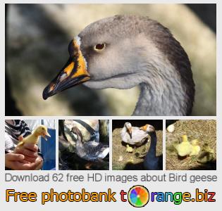 images free photo bank tOrange offers free photos from the section:  bird-geese
