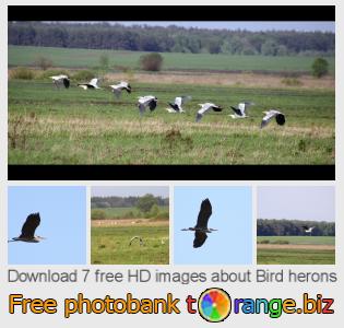 images free photo bank tOrange offers free photos from the section:  bird-herons