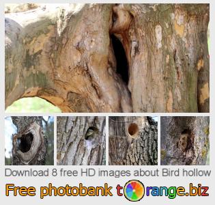 images free photo bank tOrange offers free photos from the section:  bird-hollow