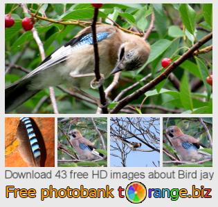 images free photo bank tOrange offers free photos from the section:  bird-jay