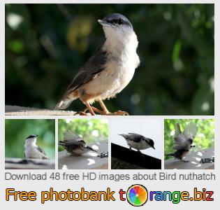 images free photo bank tOrange offers free photos from the section:  bird-nuthatch