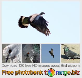 images free photo bank tOrange offers free photos from the section:  bird-pigeons