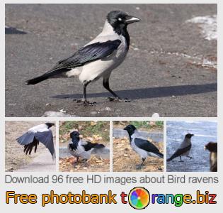 images free photo bank tOrange offers free photos from the section:  bird-ravens