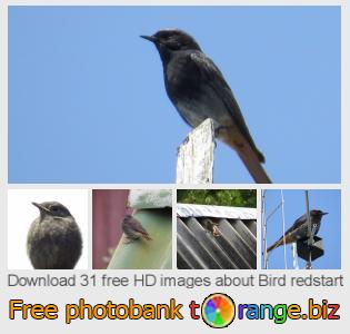 images free photo bank tOrange offers free photos from the section:  bird-redstart