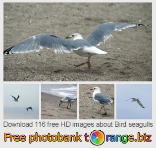 images free photo bank tOrange offers free photos from the section:  bird-seagulls