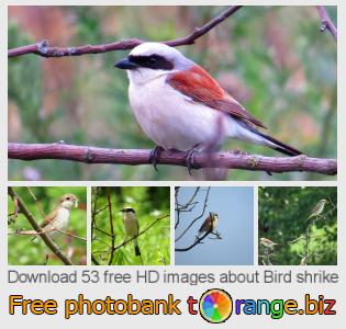 images free photo bank tOrange offers free photos from the section:  bird-shrike