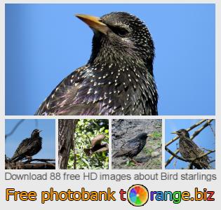images free photo bank tOrange offers free photos from the section:  bird-starlings