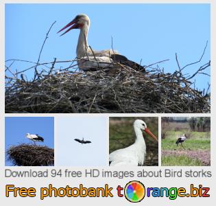 images free photo bank tOrange offers free photos from the section:  bird-storks