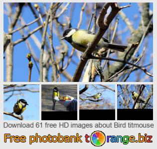 images free photo bank tOrange offers free photos from the section:  bird-titmouse
