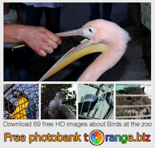 images free photo bank tOrange offers free photos from the section:  birds-zoo